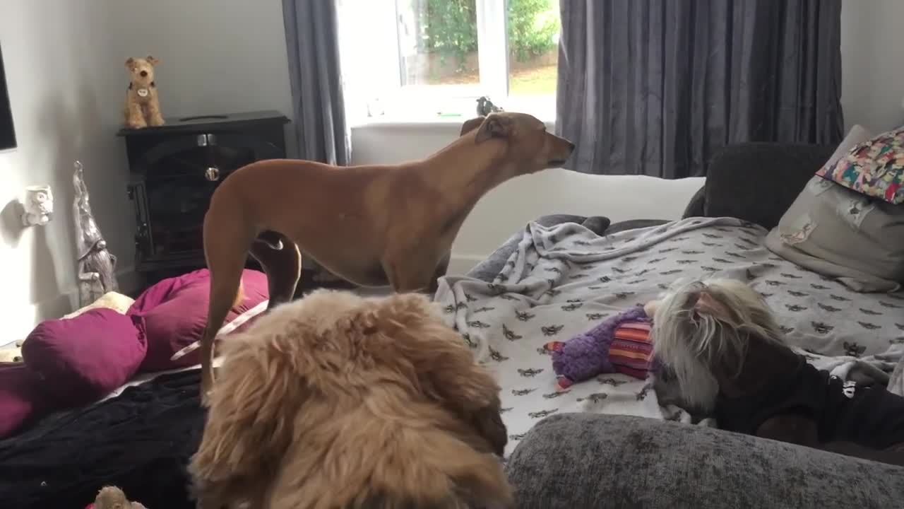 Obi The Talkative Lurcher Throws A Tantrum 29.9.21