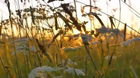 Plants in the sun