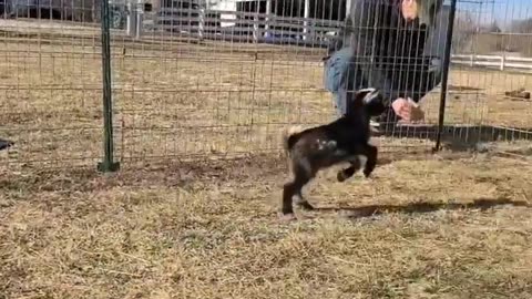 Billy Goats Exploring Their Worlds