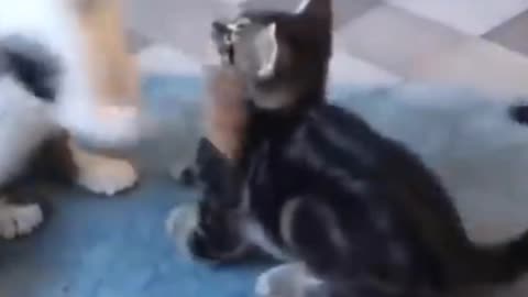 Cat Funny Videos Moment