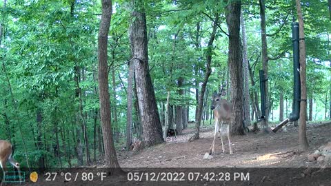 The Woods - 05/13/2022
