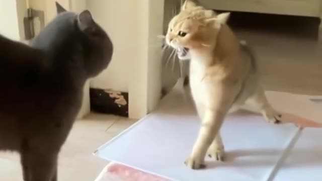 Not very lucky cats!