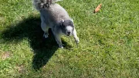 When the golf course squirrels work out more than you do… 🤣