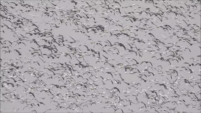 Snow Geese near Henderson Kentucky