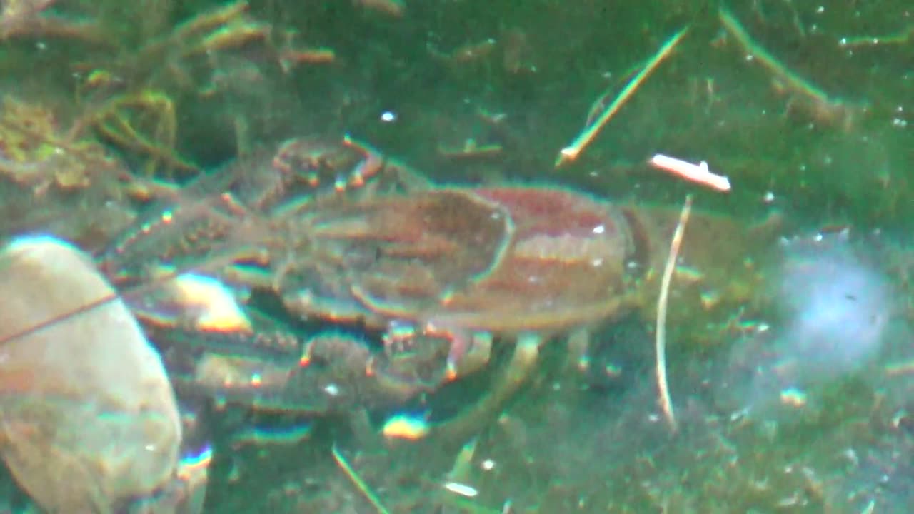 Crayfish