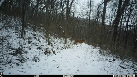 Lower trail January bucks