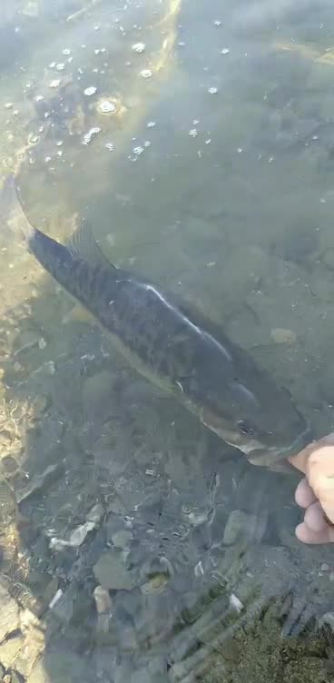 Release Of A Beautiful Little Spotted Bass