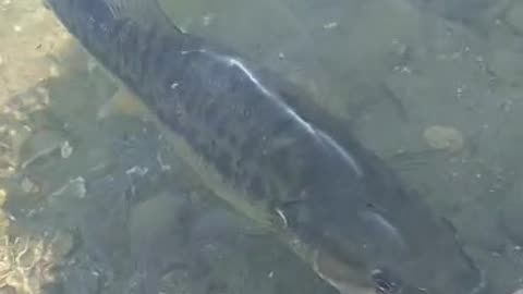 Release Of A Beautiful Little Spotted Bass