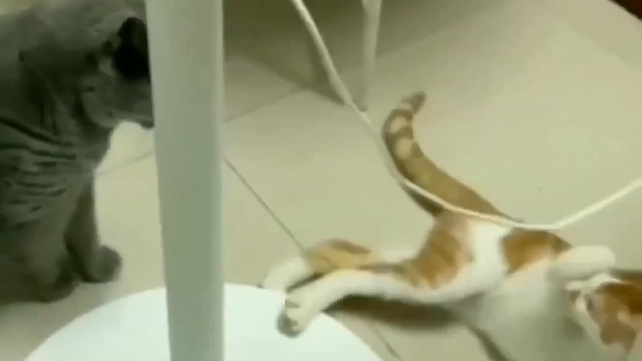 cat fighting