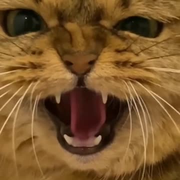 Cat funny song singing