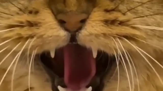 Cat funny song singing