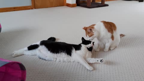 Cat Kisses Then Attacks Other Cat