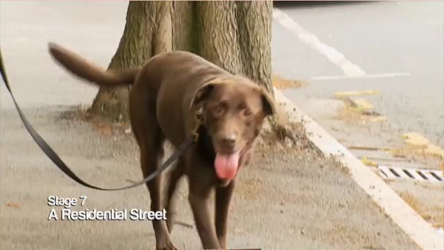 How to trained your dog
