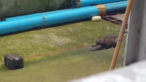 Rat Plays Tug Of War