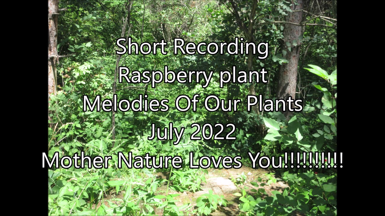 Short Recording Wild Raspberry July 2022