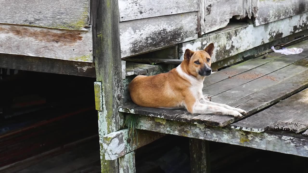 Dog enjoy alone