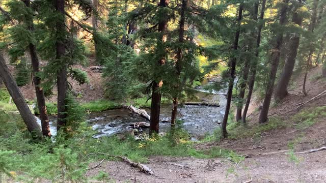 Central Oregon - Three Sisters Wilderness - Forested Creek