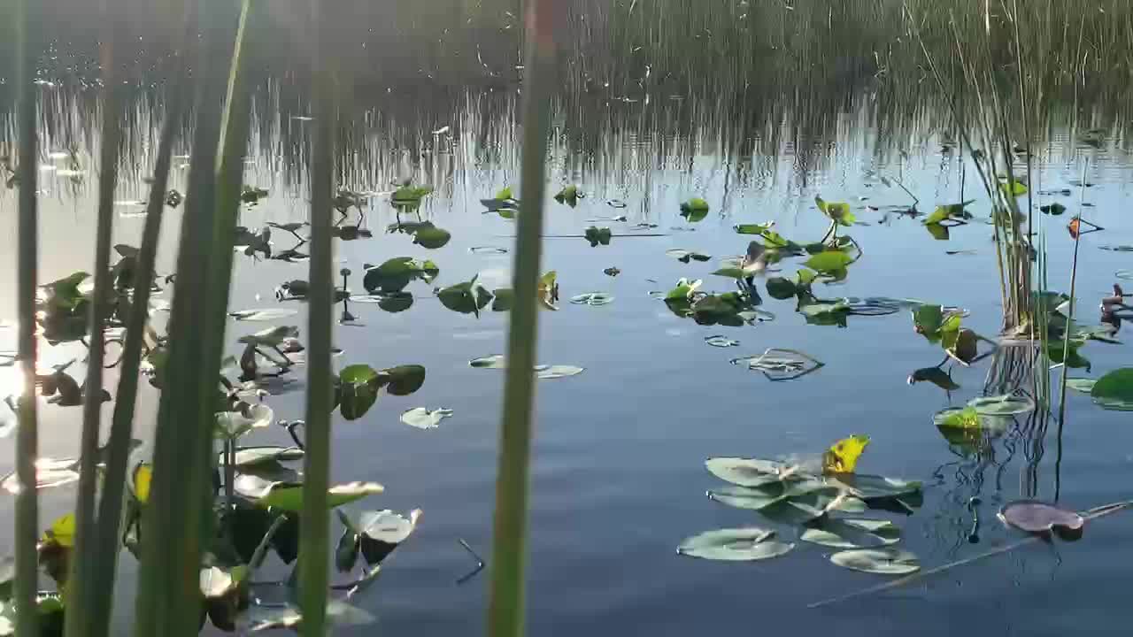 Florida Everglades