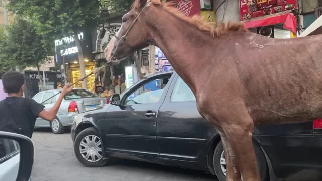 Saving an Injured Horse in Egypt