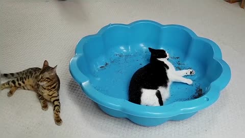 Bengal Kittens Try CatNip For The First Time