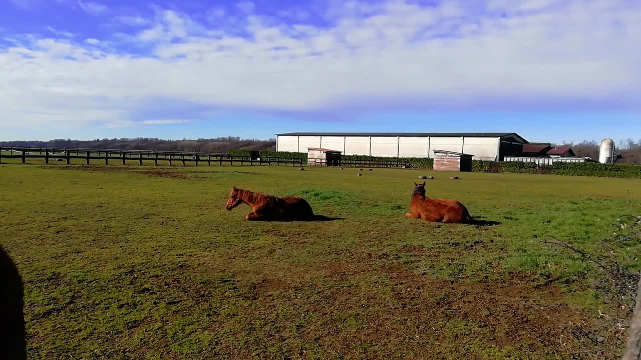 Horses Nature Countryside Farm Animal Rural