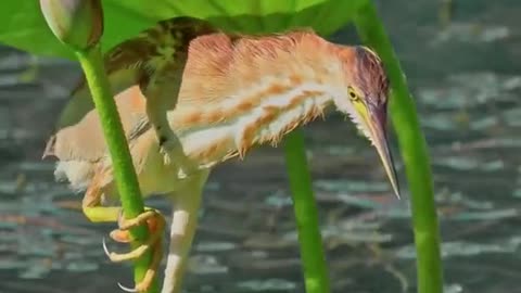Animal world amazing 92