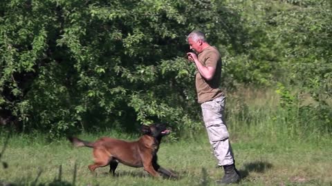 Basic Dog Training - TOP 10 Essential Commands Evey Dogs should Know!😍