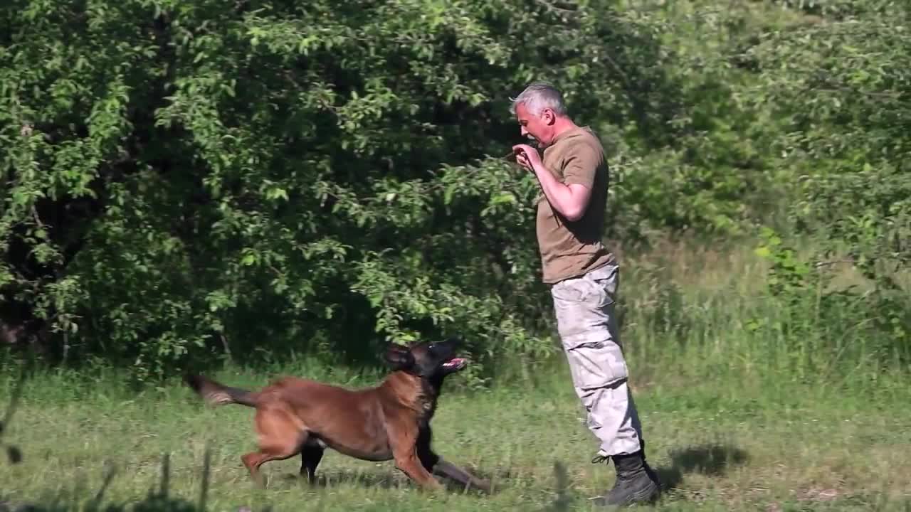 Basic Dog Training - TOP 10 Essential Commands Evey Dogs should Know!😍