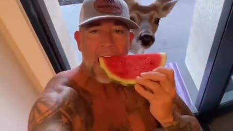 Funny animal videos 0009