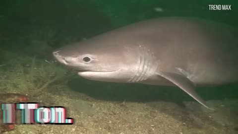 Top 10 Big sharks