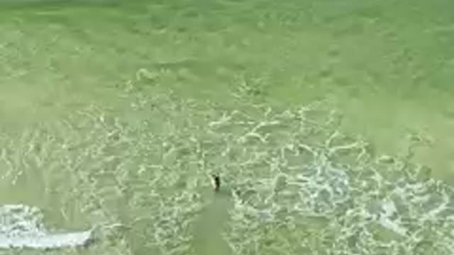 Hammerhead shark chases swimmer