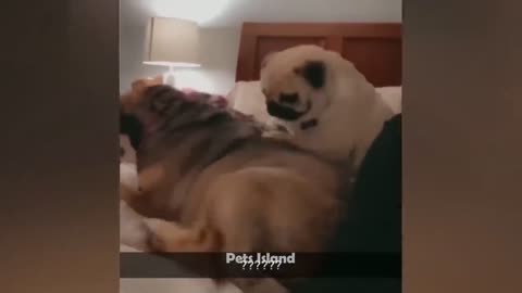 Funny dog