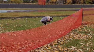 Waldo the Boston Terrier Has Mad Hops