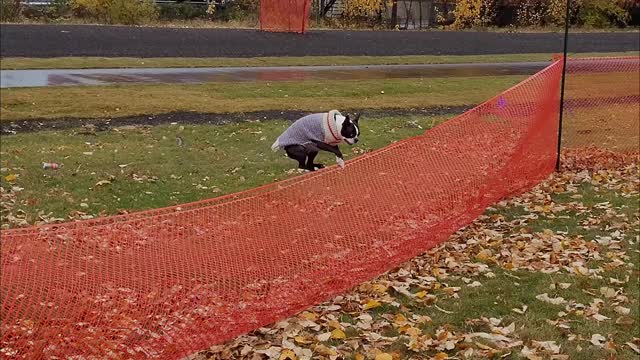 Waldo the Boston Terrier Has Mad Hops