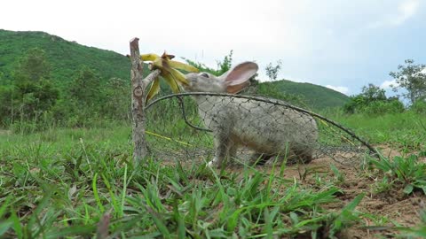 Rabbits trap