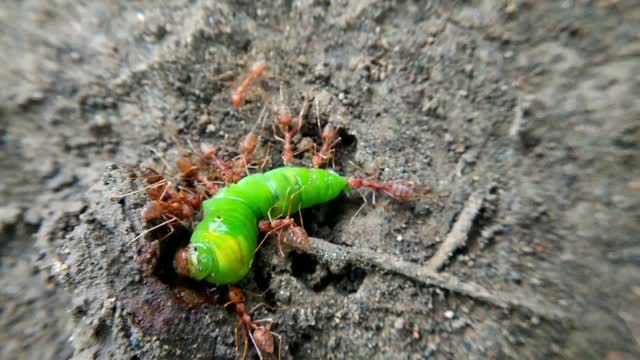 caterpillar vs red ant,pile of meat for one month