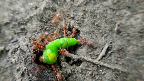 caterpillar vs red ant,pile of meat for one month