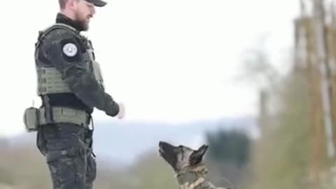 Dog Training