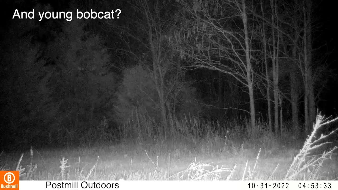 Coyote caught in the act! | Incredible rare game cam footage | Bobcat appearance?