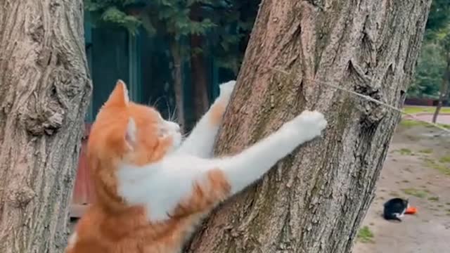 A cat playing on a tree