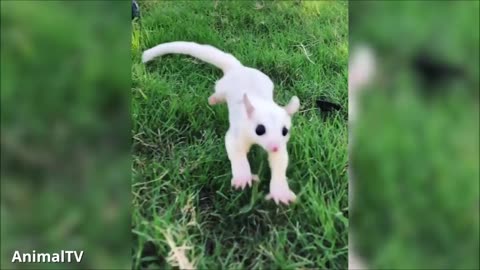 Sugar gliders flying - funny & cute compilation