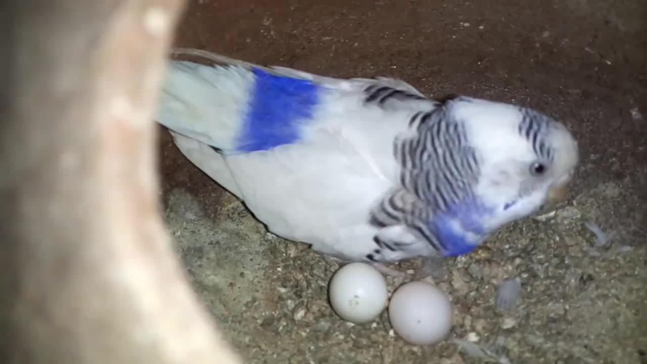 Budgies setup