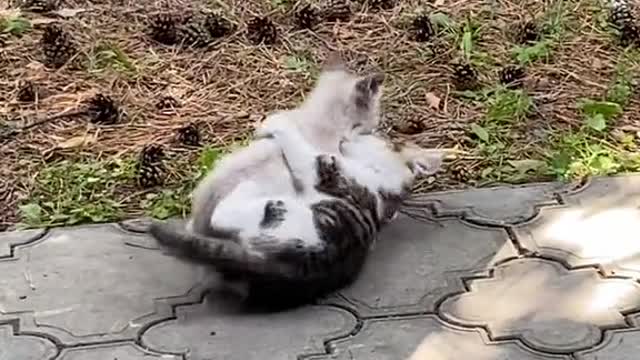 cute cats hah...