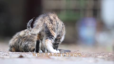 Pat the baby cat on the ground for a day, but the leg numbed and the heart healed