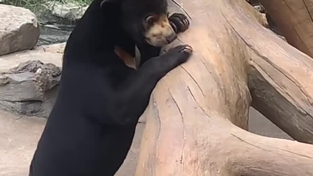Black bears fight