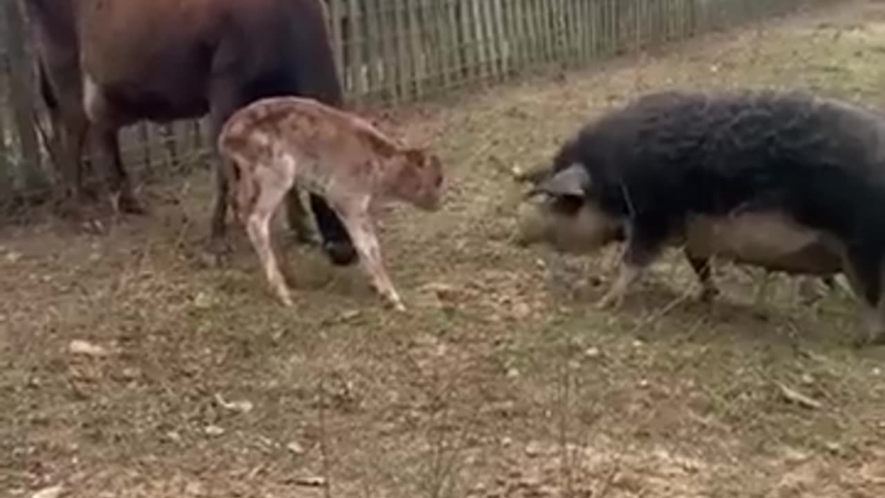 Calf not safe____