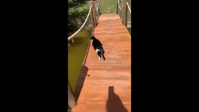 Cats and Dogs Funnies and Fails