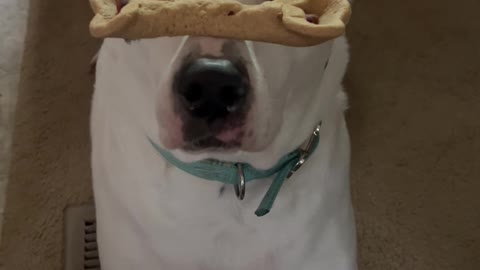 Bella Demonstrates Her Patience