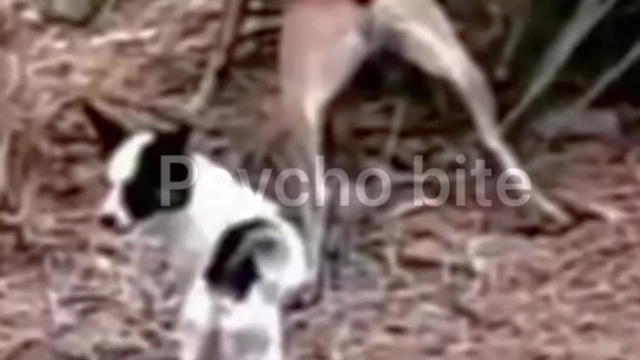 Dog is vary funny
