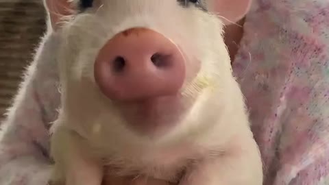 Little Pig Loves Cucumbers